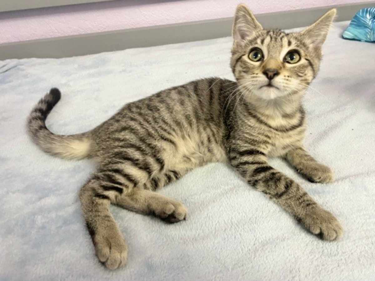 ROSE BUD - Domestic Shorthair available for adoption