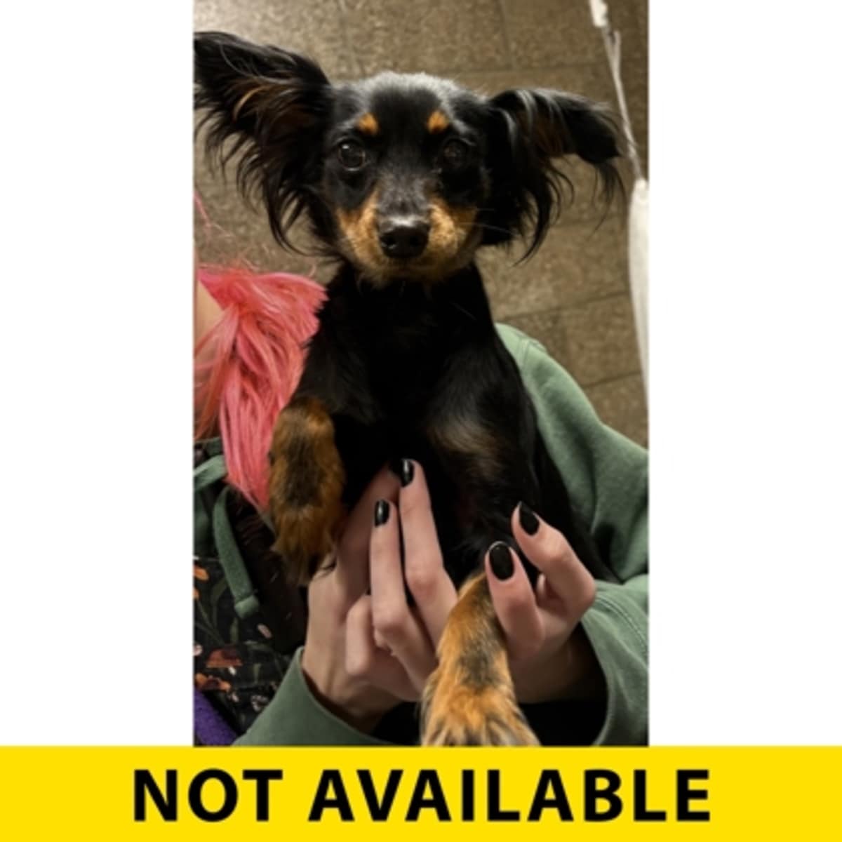 CARNATION - Chihuahua available for adoption