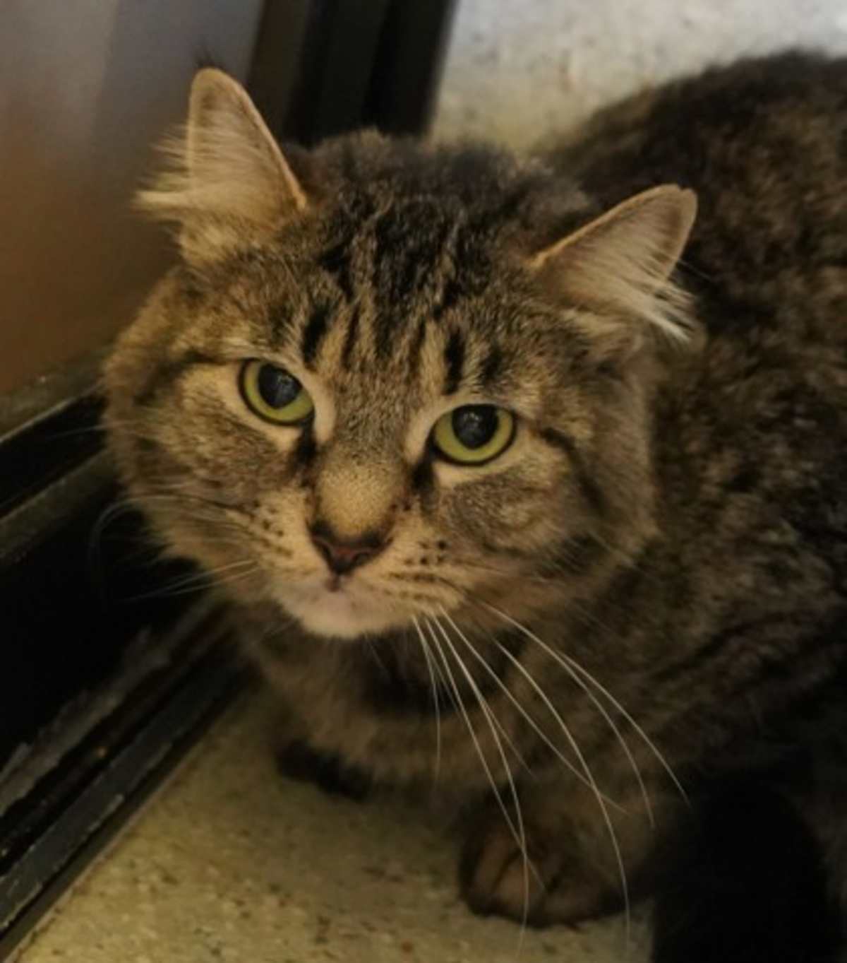 BABY MAMA - Domestic Mediumhair available for adoption