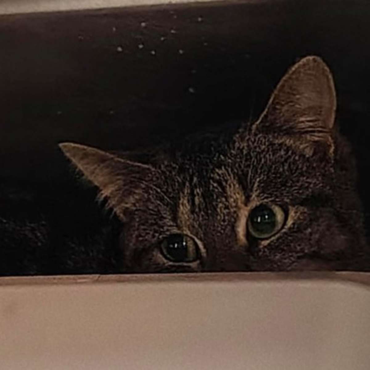 BEAUTY SCHOOL DROPOUT - Domestic Shorthair available for adoption
