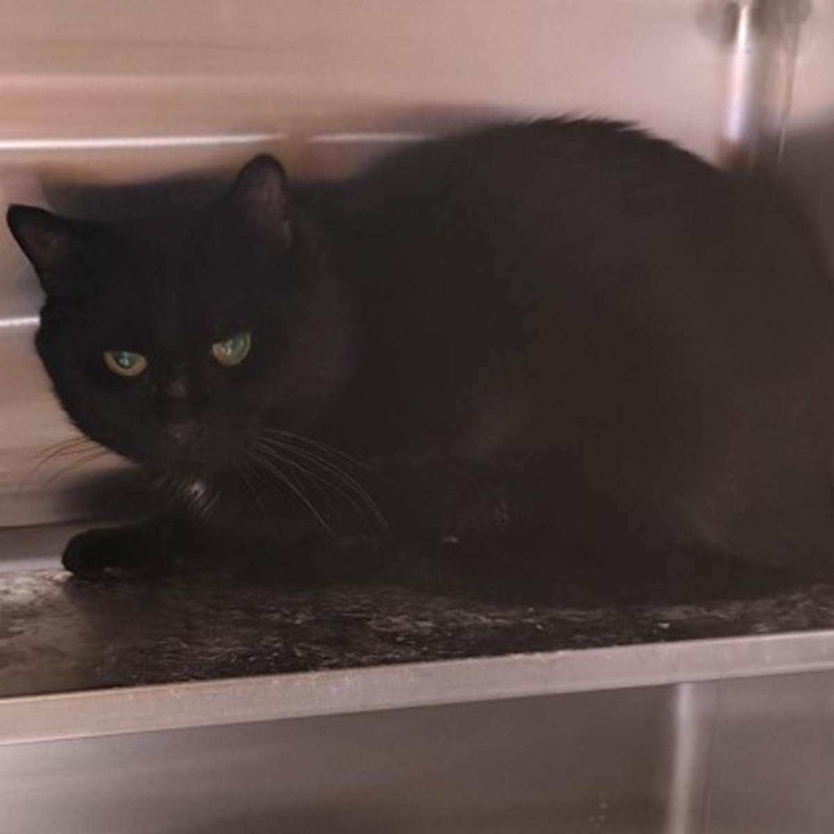 BOUNTY HUNTER - Domestic Shorthair available for adoption