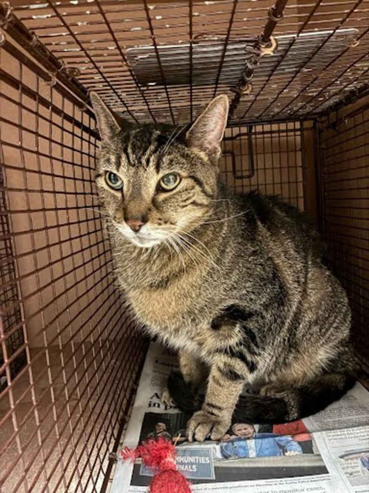 ARIES - Domestic Shorthair available for adoption