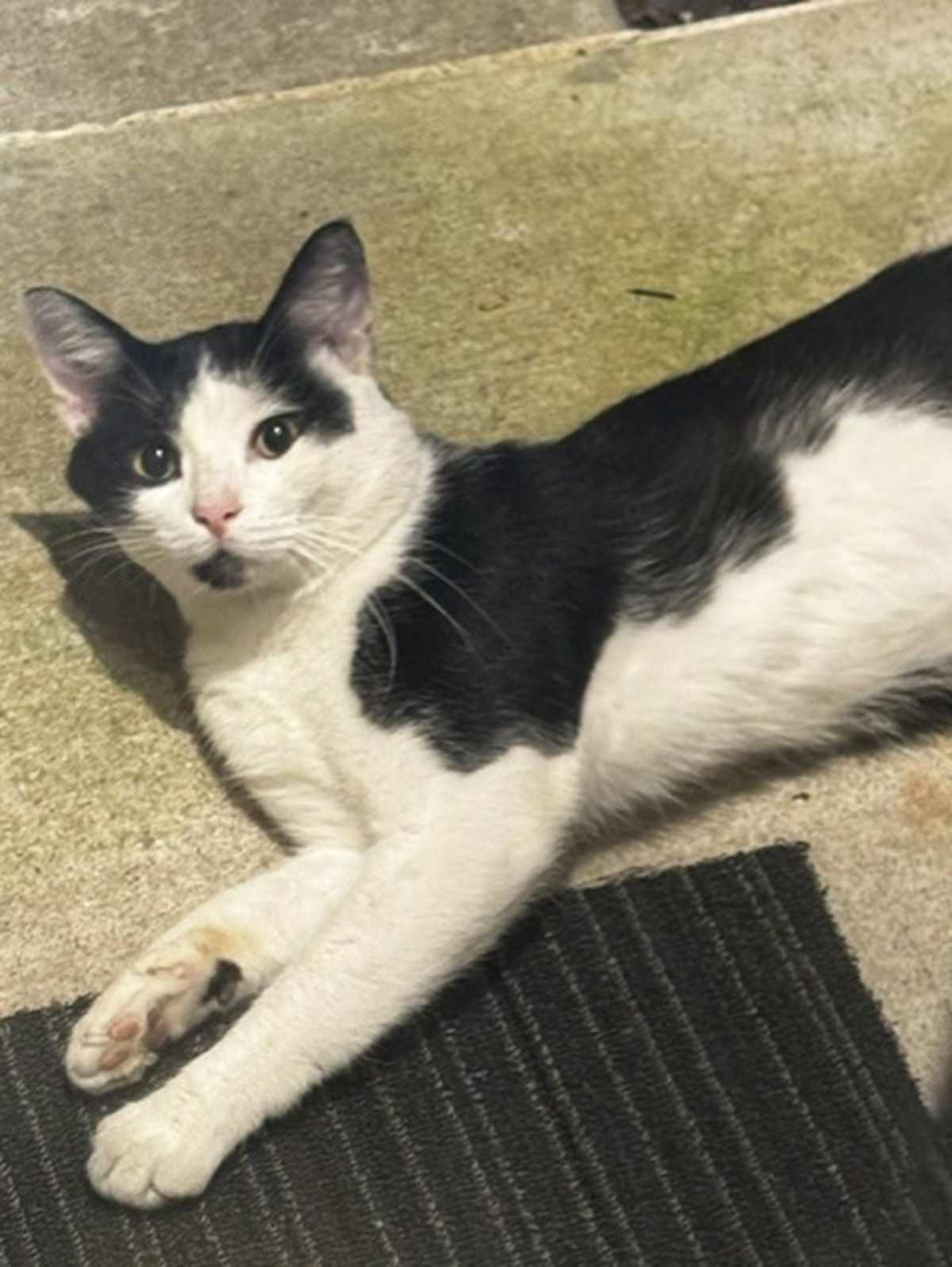 MAX-A-MILLION - Domestic Shorthair available for adoption