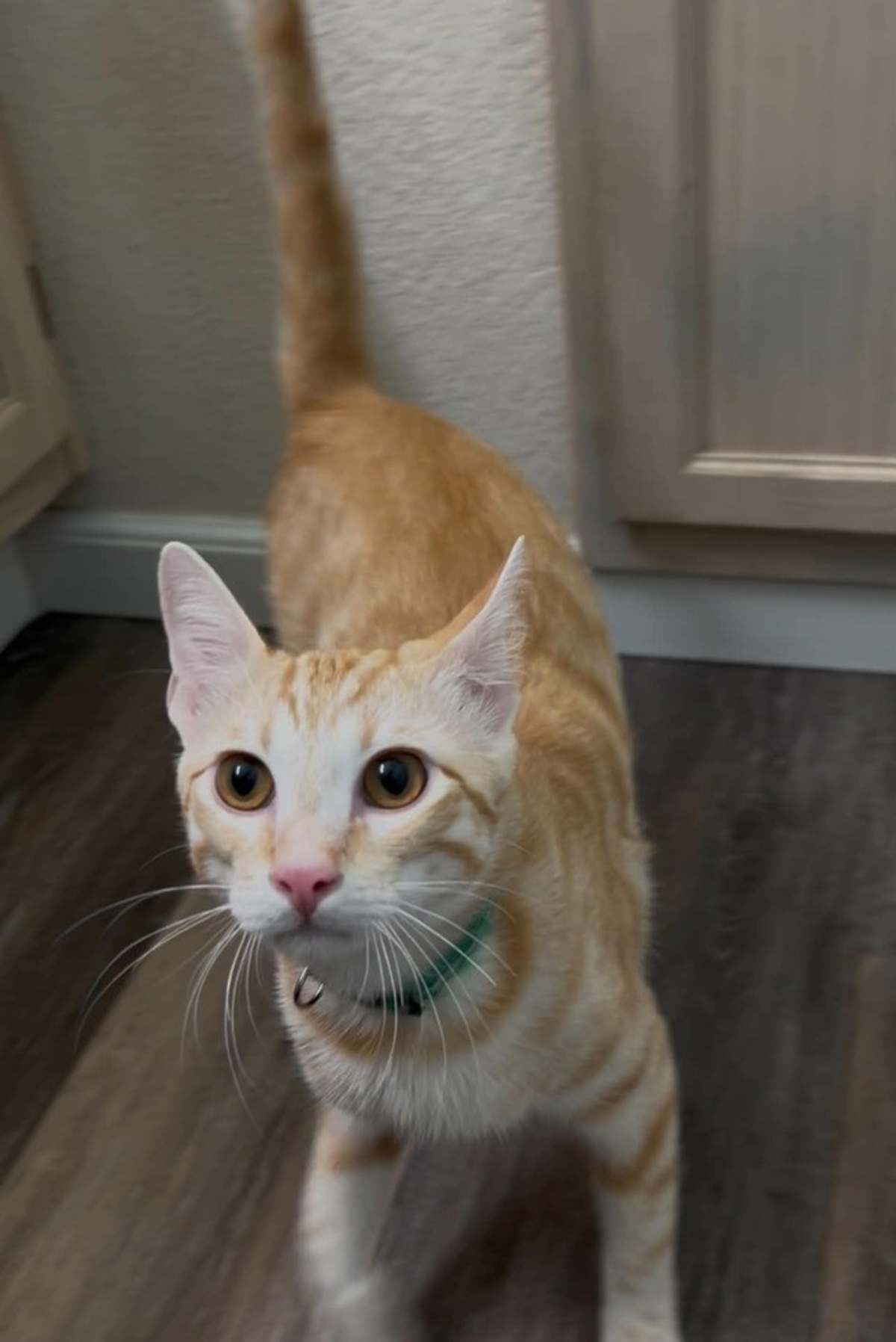 BATMAN 3 - Domestic Shorthair available for adoption