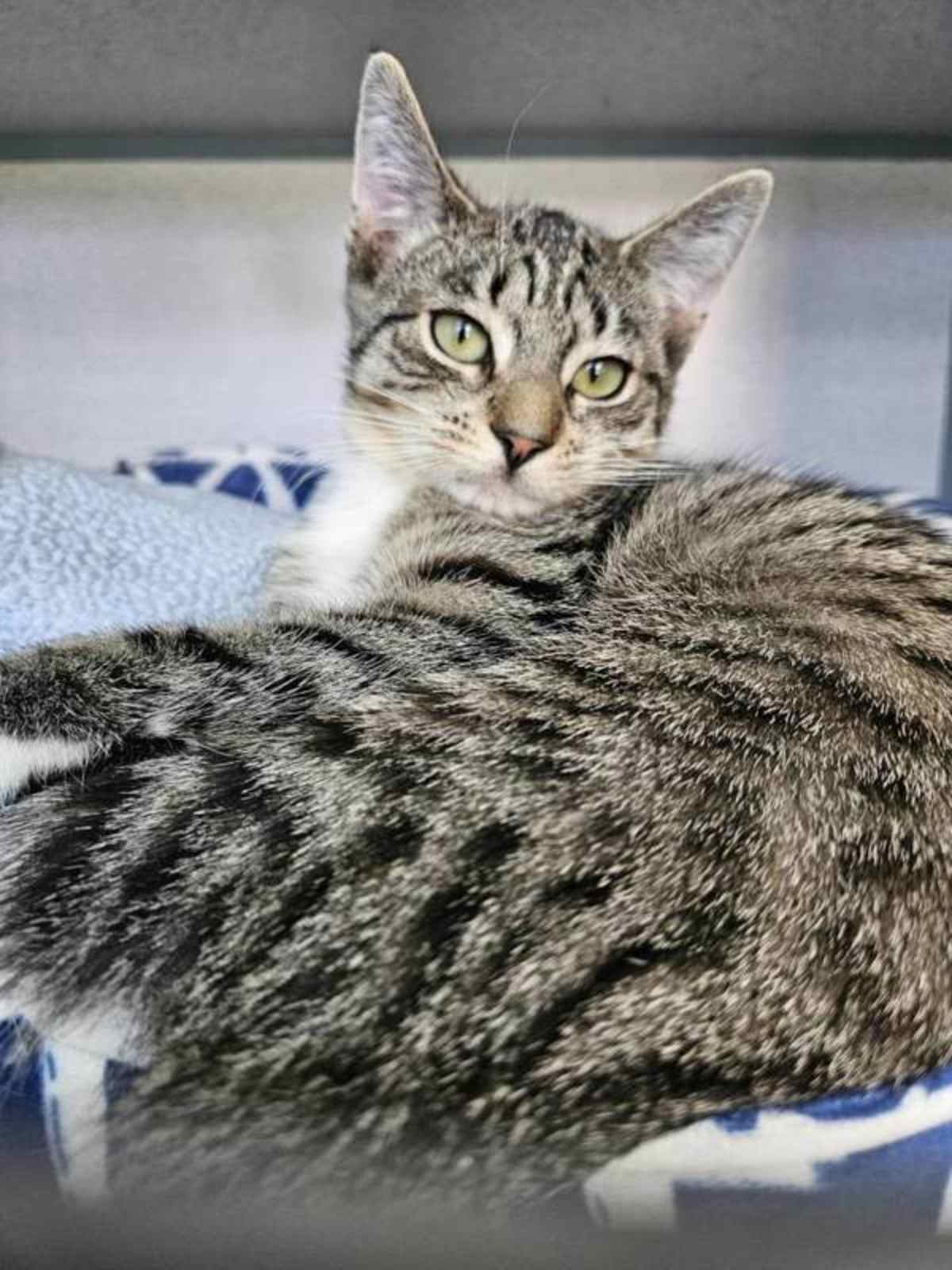 AXIOM - Domestic Shorthair available for adoption