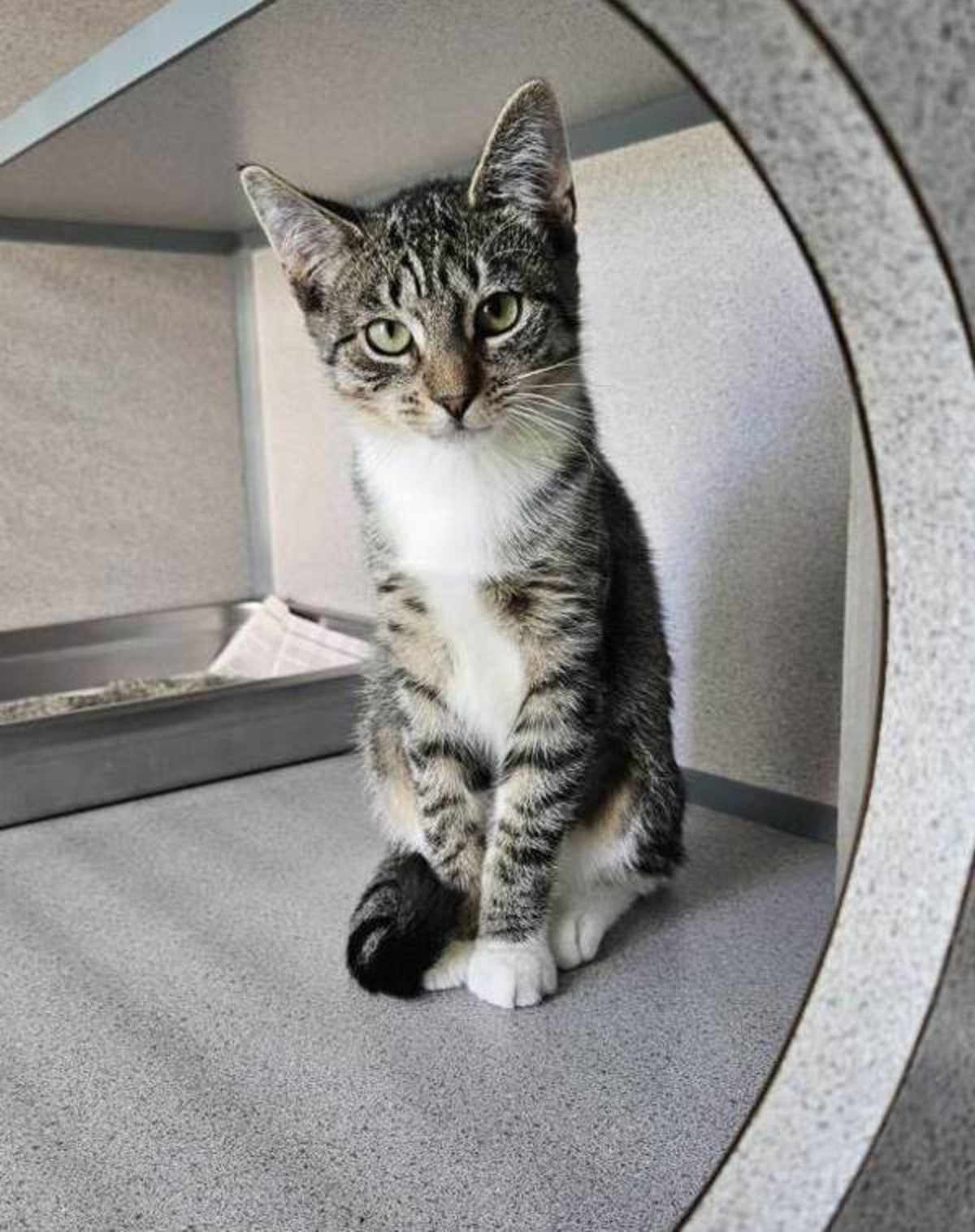 AXIOM - Domestic Shorthair available for adoption