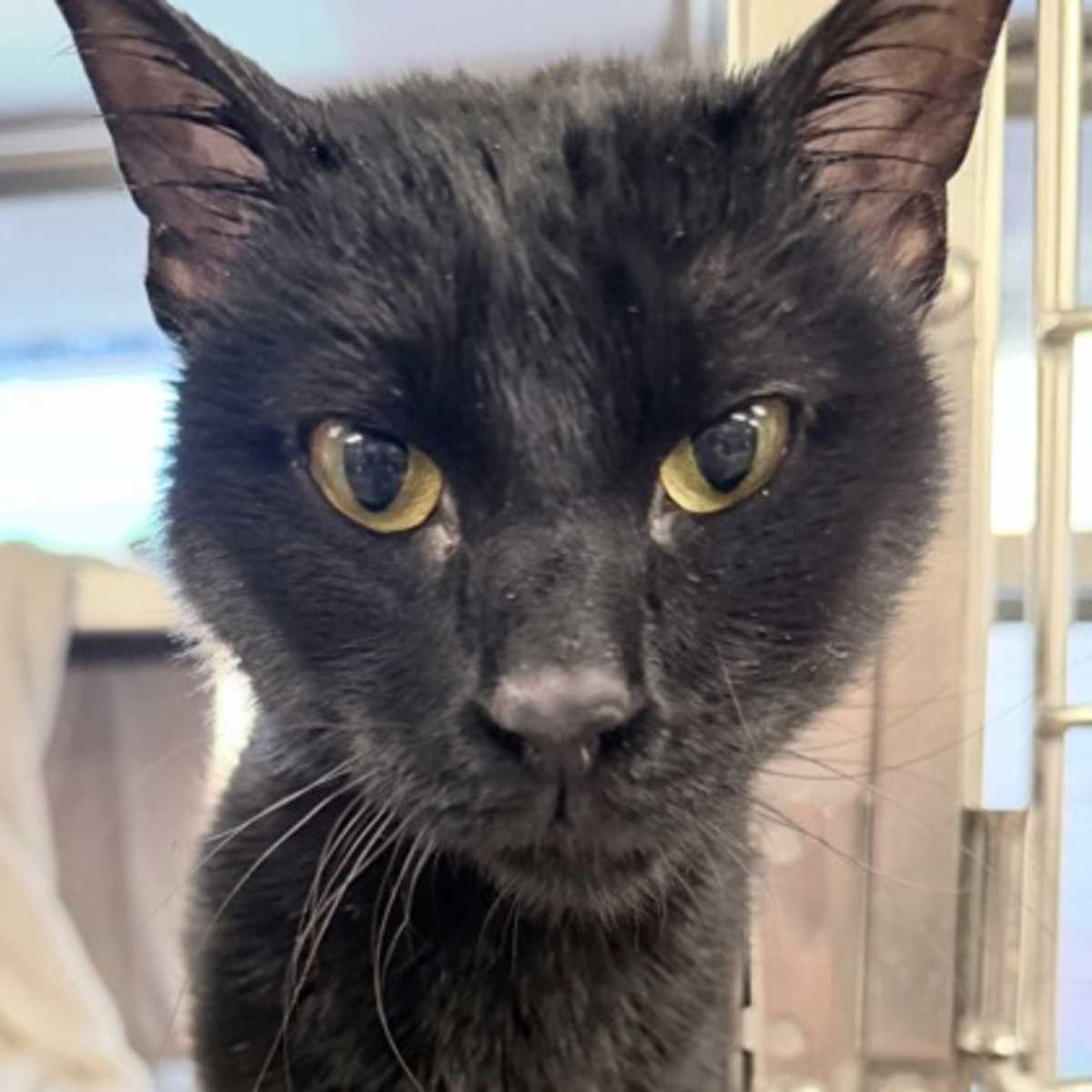 DR. DOOFENSHMIRTZ - Domestic Shorthair available for adoption
