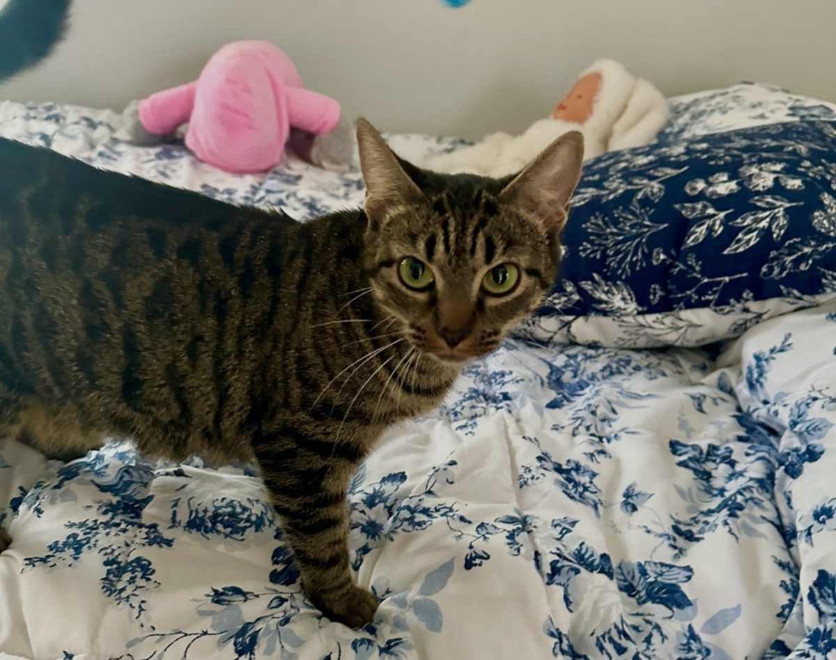 LEICA - Domestic Shorthair available for adoption