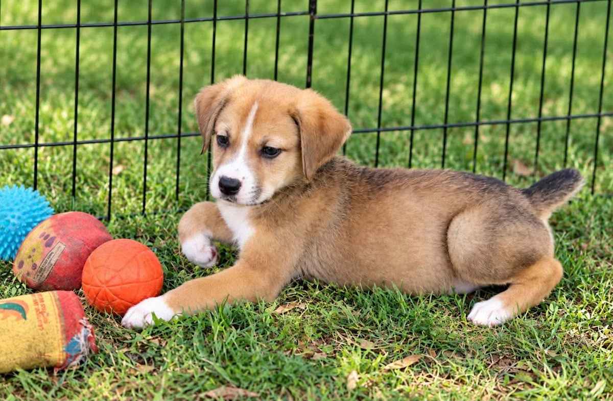 BLAKE - Mixed Breed (Medium) available for adoption