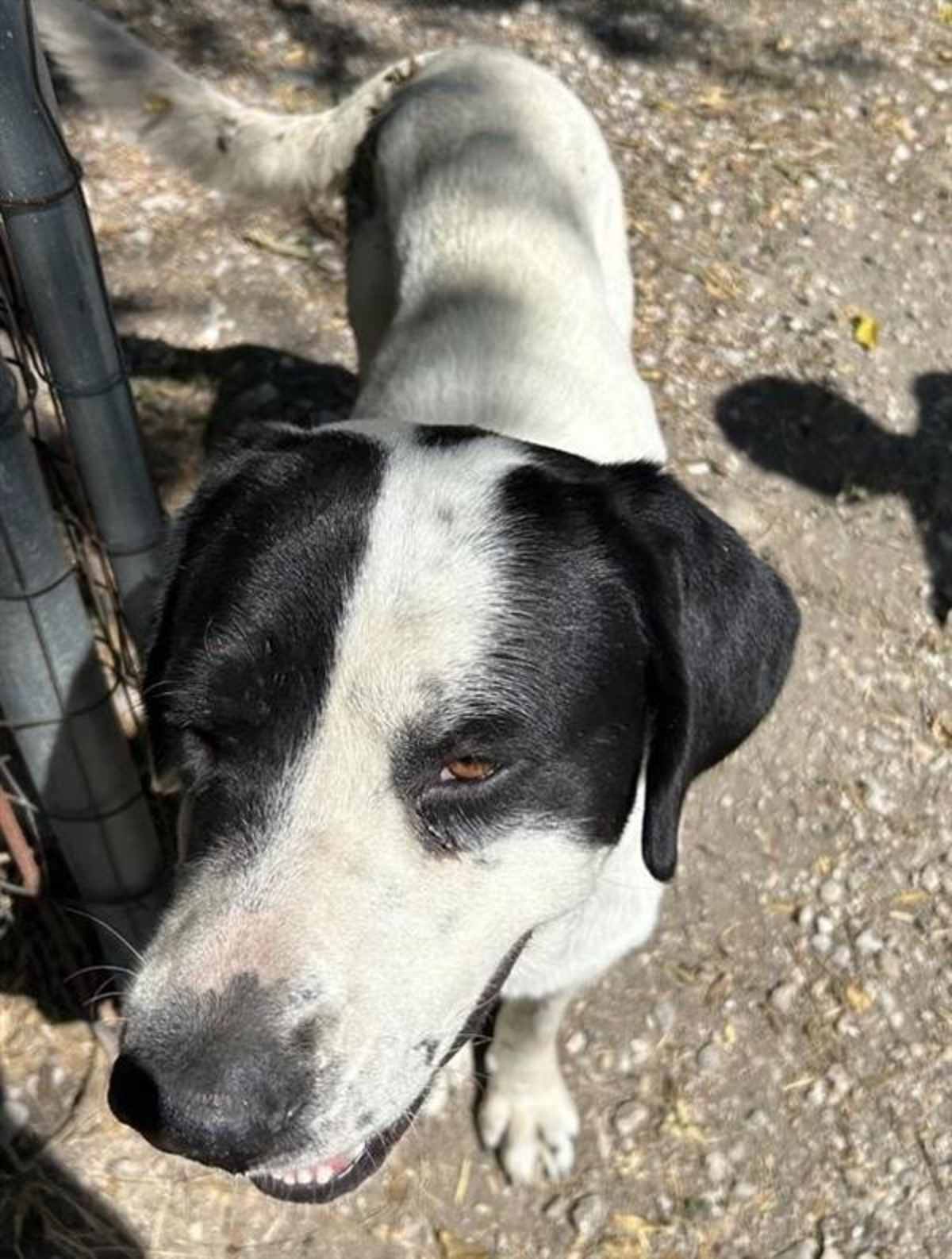 FAT BOY - Great Pyrenees / American Pit Bull Terrier available for adoption