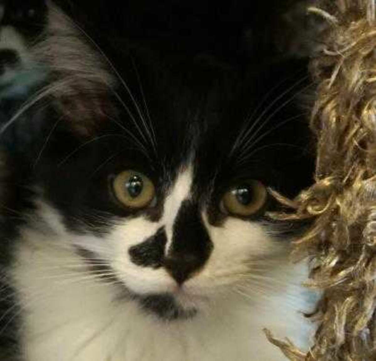 LOU - Domestic Longhair for adoption in Eugene