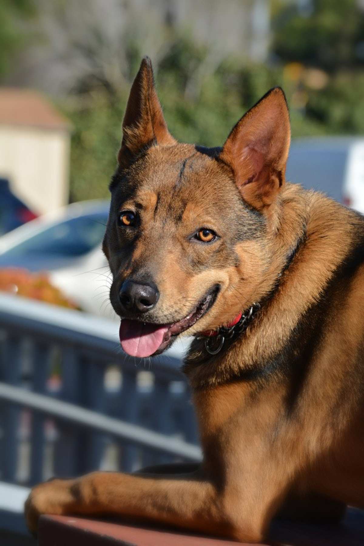 XANDER - Australian Cattle Dog available for adoption