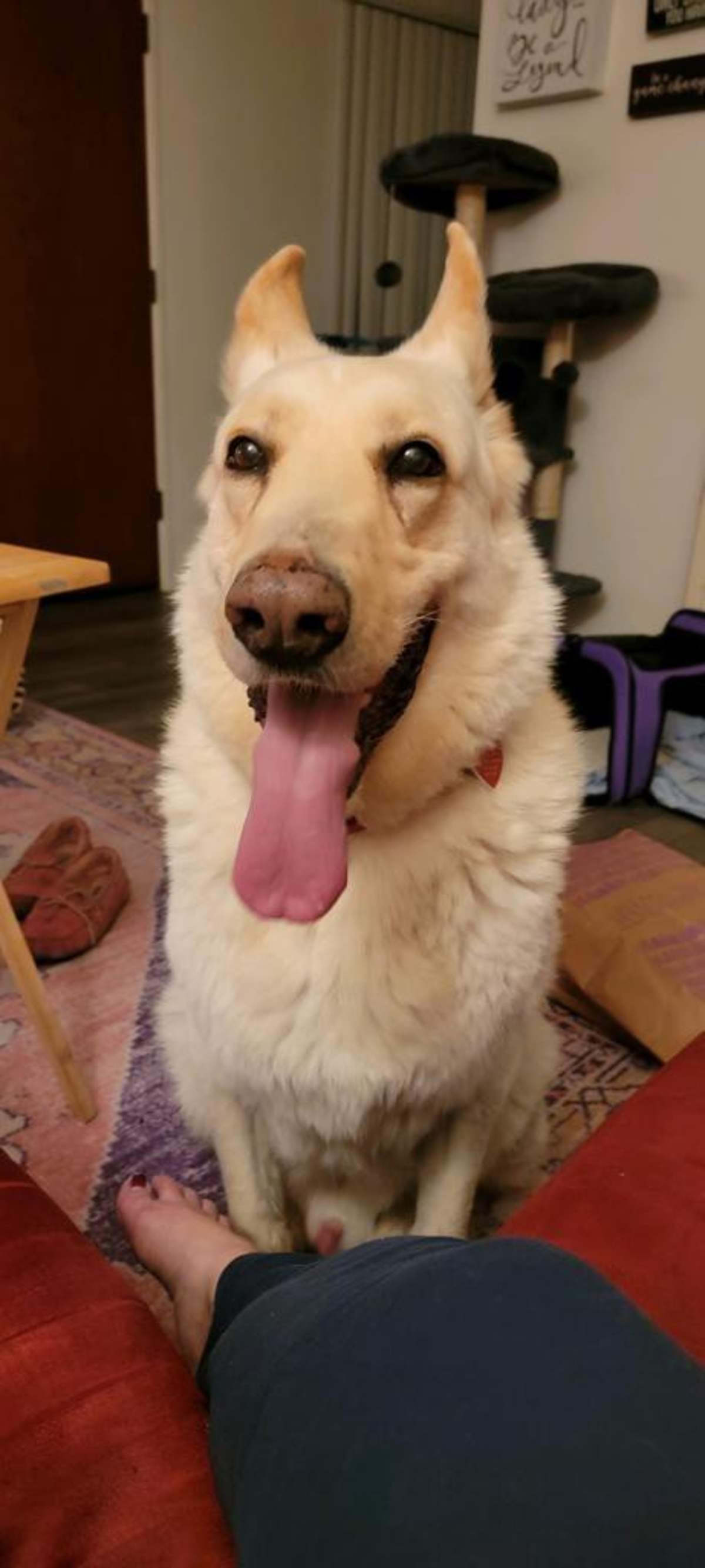 COCHISE - German Shepherd Dog available for adoption