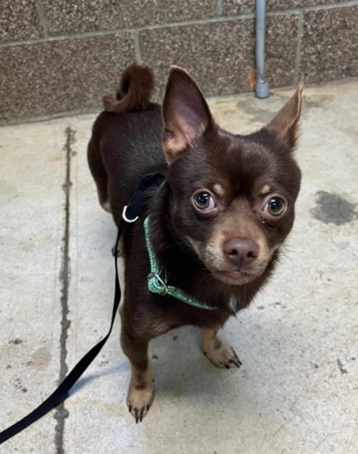 COCOA - Chihuahua available for adoption