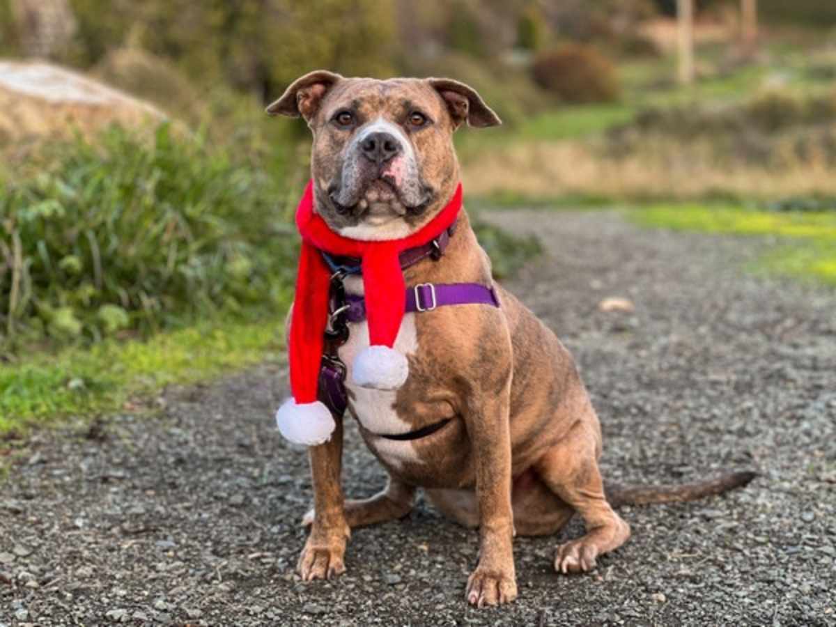 SAKURA - American Pit Bull Terrier available for adoption