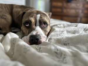 Barkley - Photo 2