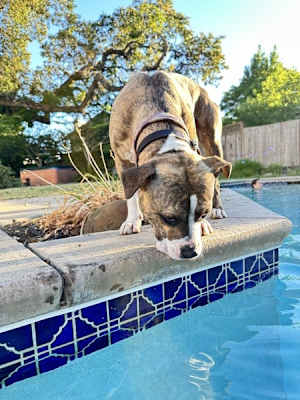 Barkley - Photo 3