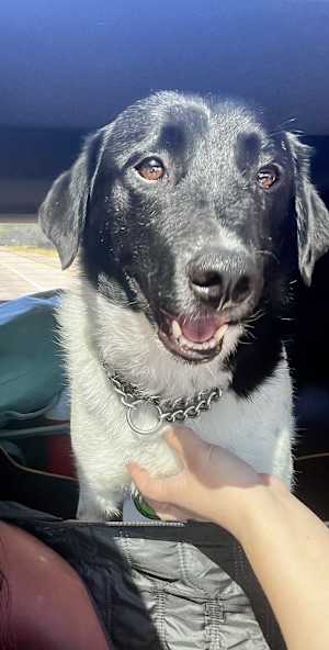 Benny - Photo 2