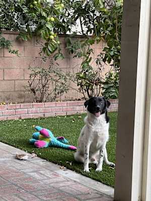 Benny - Photo 4