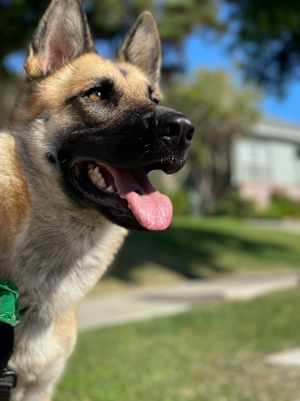 Lily - Photo 1