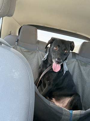 Max - Photo 4