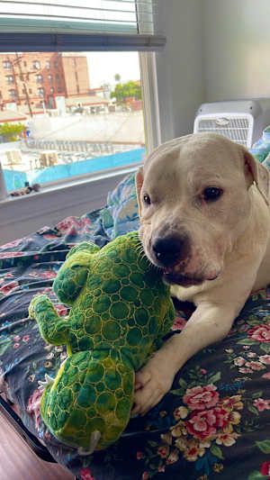 Chardsy - Photo 4
