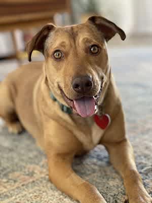 Penny - Photo 1