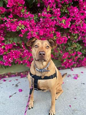 Penny - Photo 3