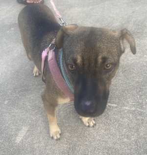 Bailey - Photo 2