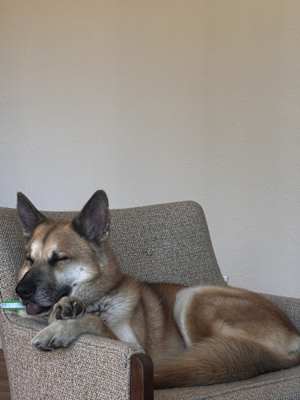 Rambo - Photo 2