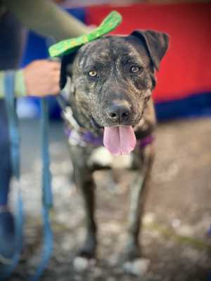 Bubba - Photo 2