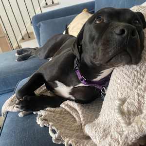 Stella - Photo 4