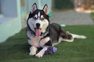 Elvis - Photo 2