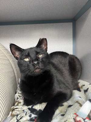 Cocoa (in Foster) - Photo 1