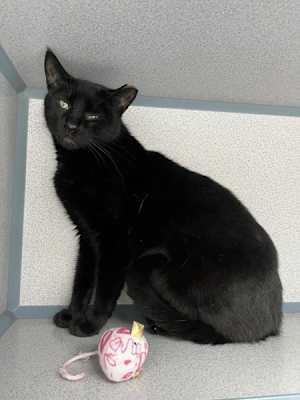Cocoa (in Foster) - Photo 3
