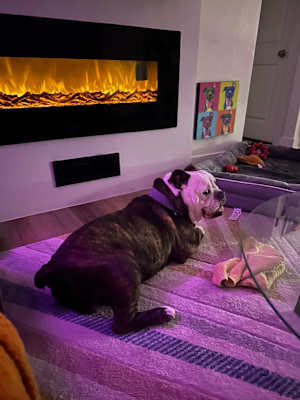 Bruce - Photo 2