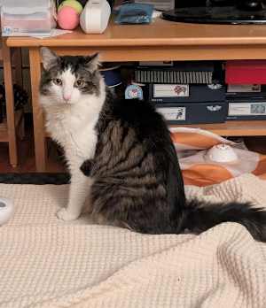 Xander (in Foster) - Photo 2