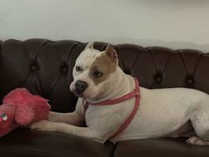 Annie - Photo 2