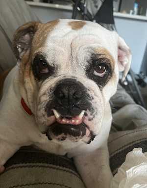 Dolly - Photo 4