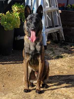 Boris - Photo 2