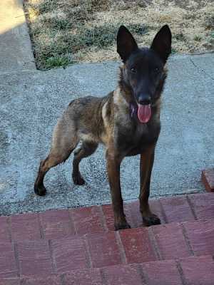 Boris - Photo 3