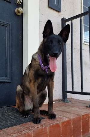 Boris - Photo 4