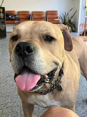 Leo - Photo 1