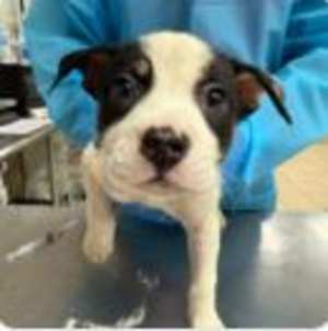 Daisy - Photo 1