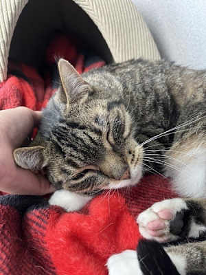Smokey (bonded With Pokey - In Foster) - Photo 4