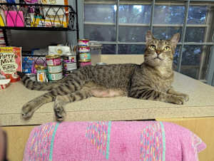 Winston Steve - Photo 1
