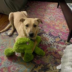 Luca - Photo 4