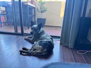 Chip - Photo 3