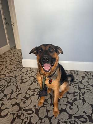 Moose - Photo 4
