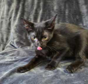 Steve - Photo 1